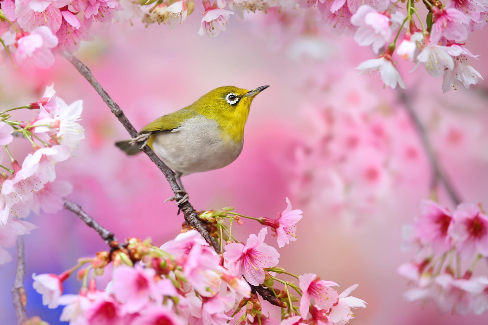 poultry japanese white eye japan sakura cherry flower pink branch bloom spring