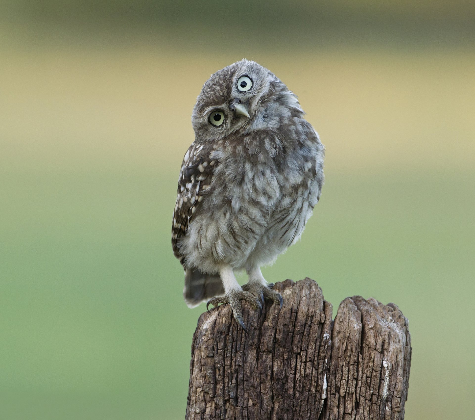 stumpf vogel eule blick