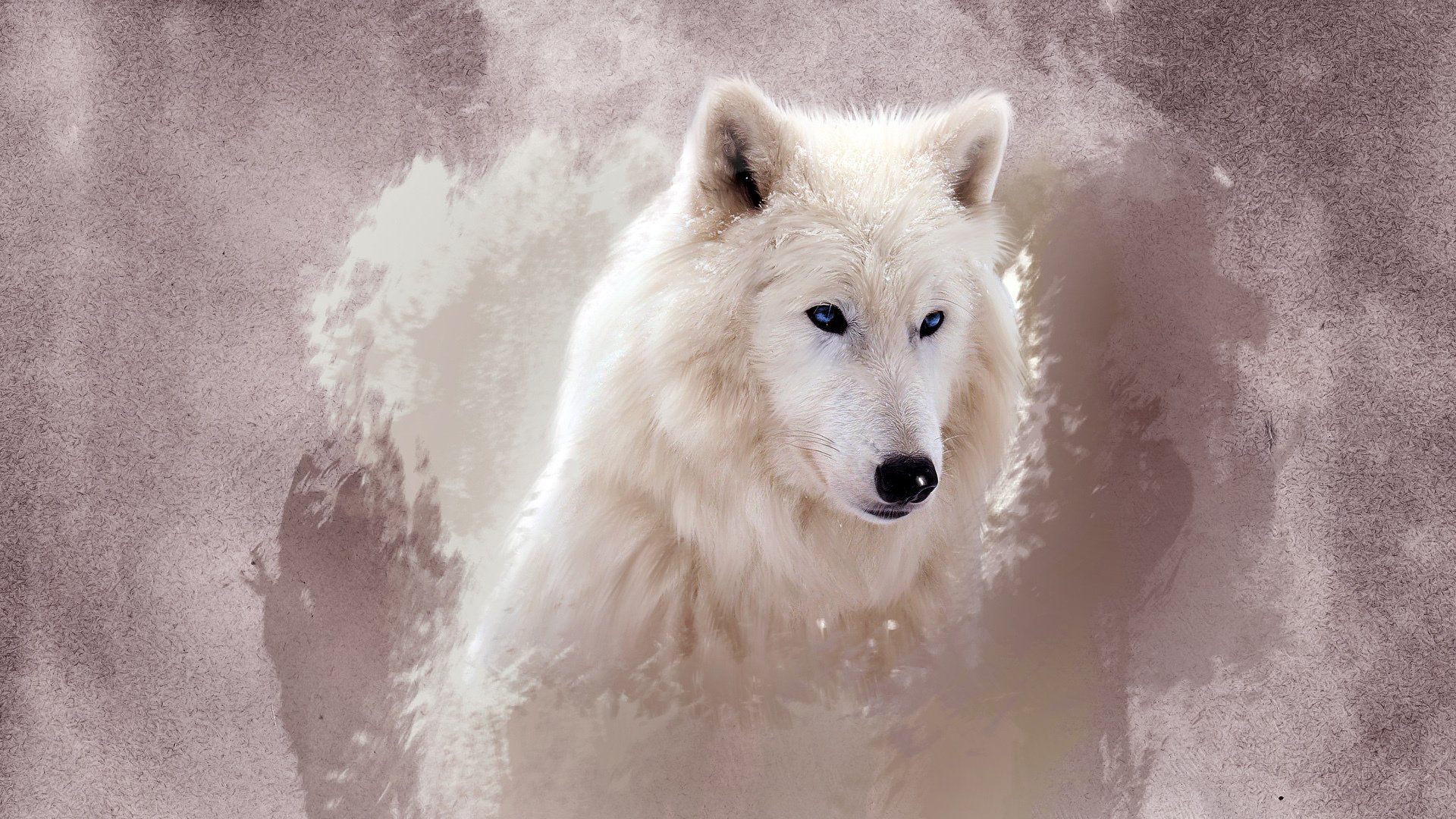 wolf white face eye