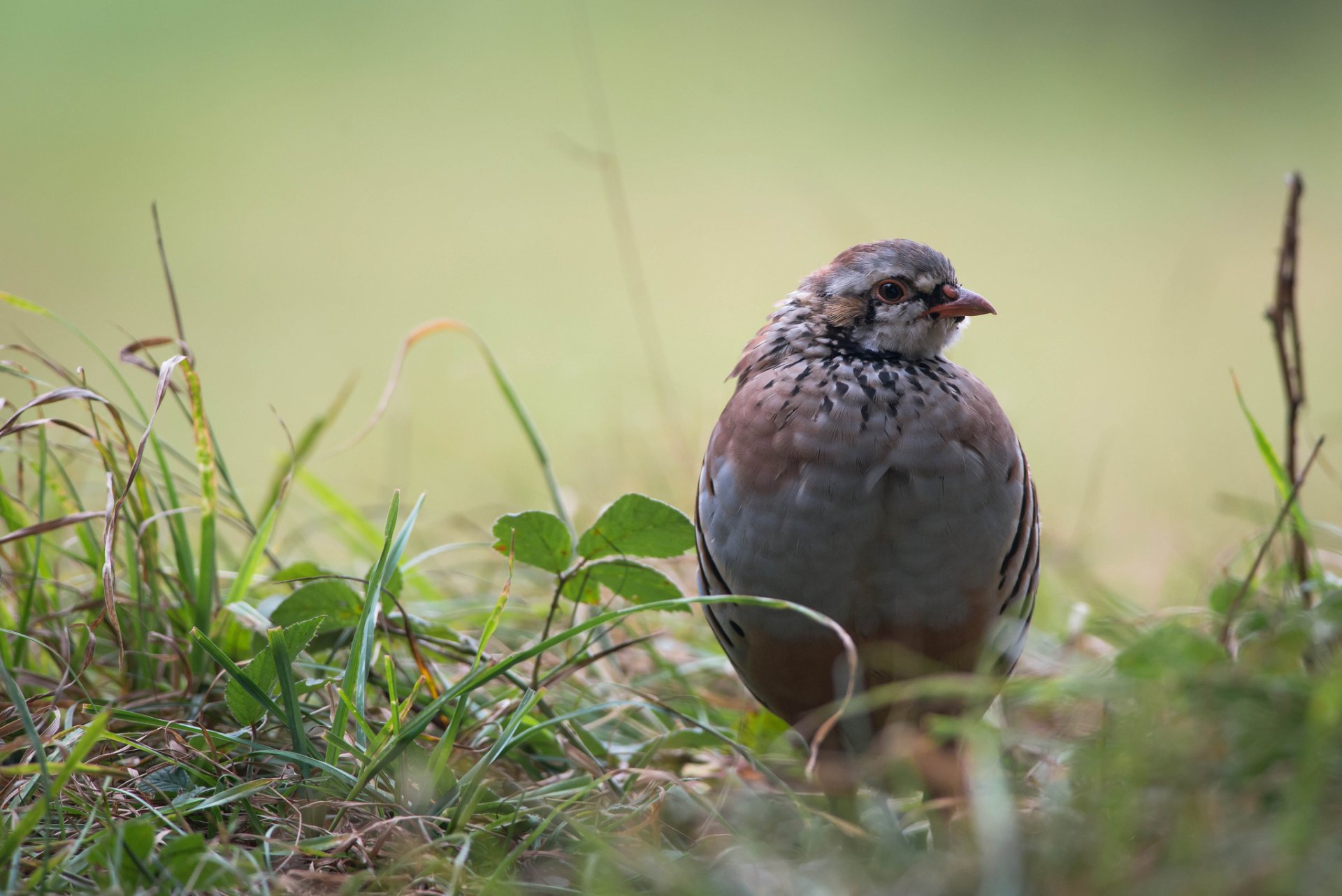 herbe feuilles oiseau perdrix