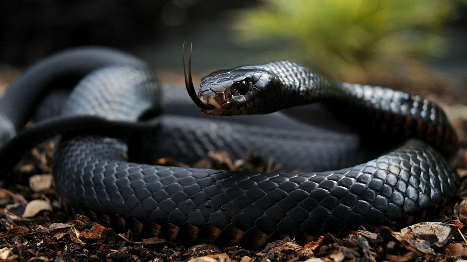 nake english eyes scales flower