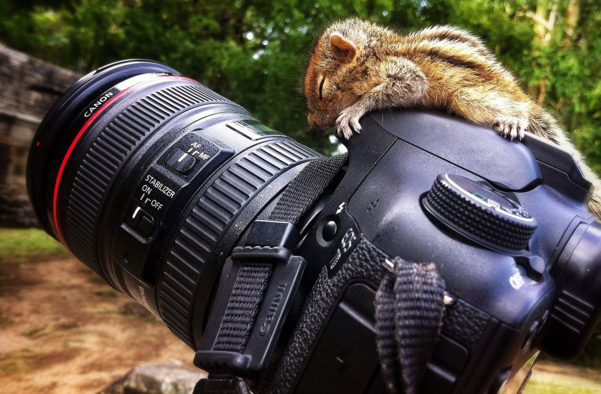 wiewiórka aparat canon kenon fotik 7d natura rozmycie bokeh