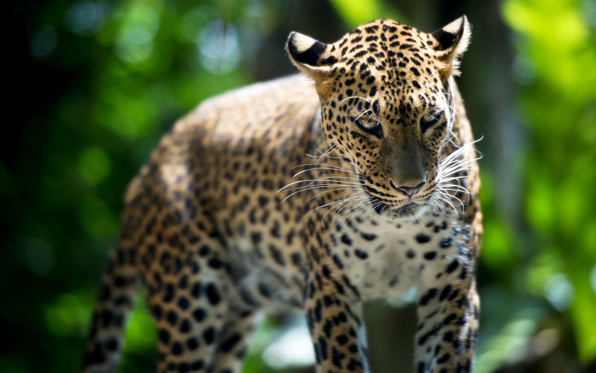 léopard zoo de singapour bête