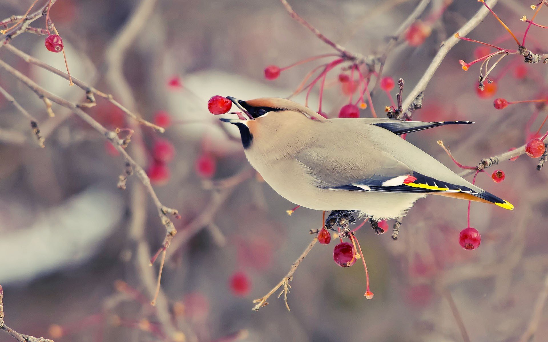 poultry waxwing rennet