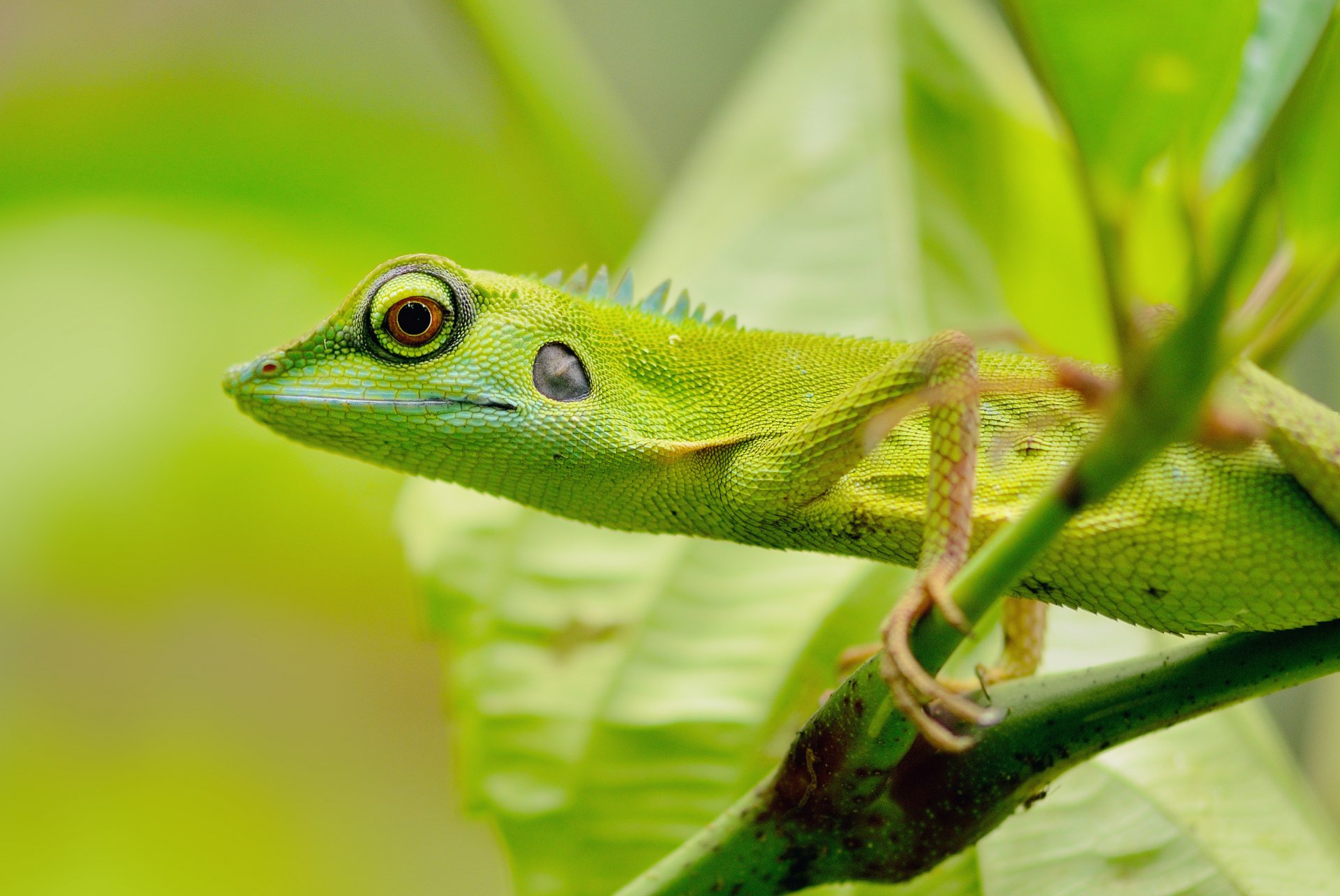 lagarto verde ojos