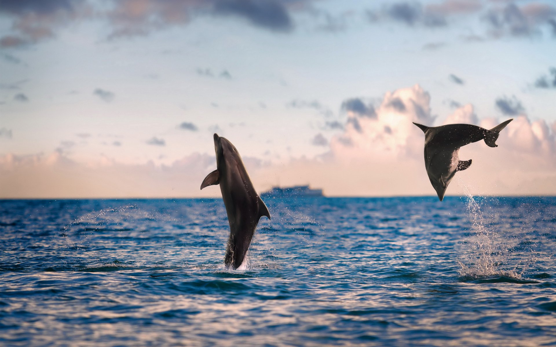 dolphins sea nature