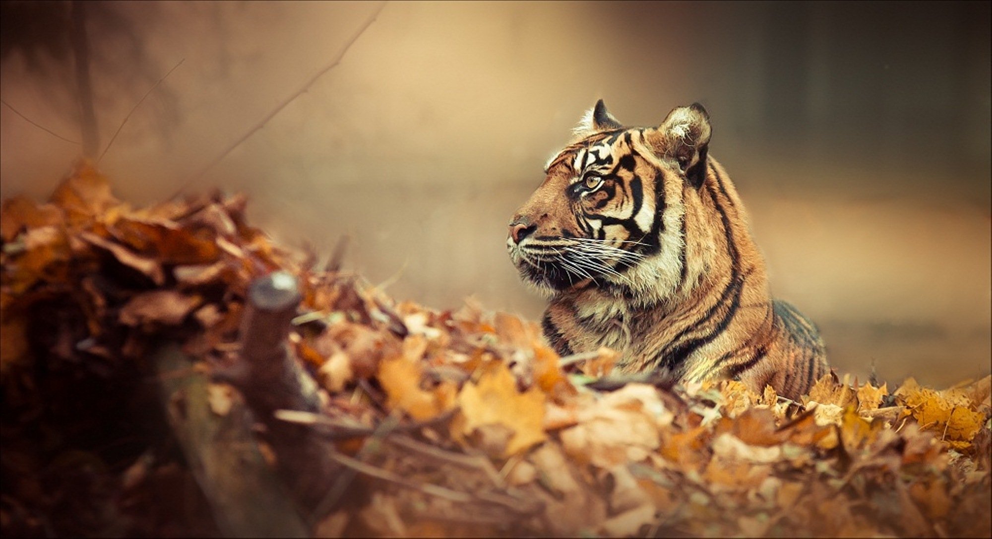 estado de ánimo tigre bosque