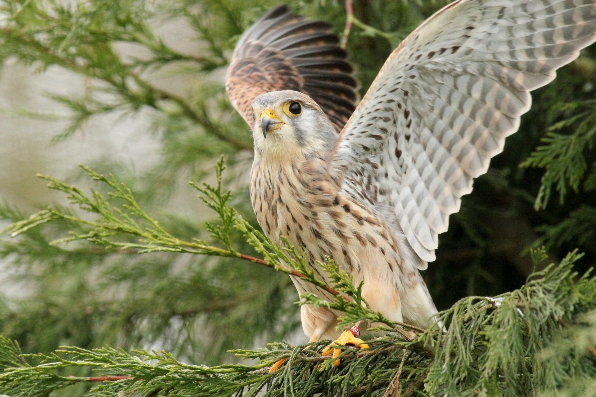 gheppio falco ali uccello