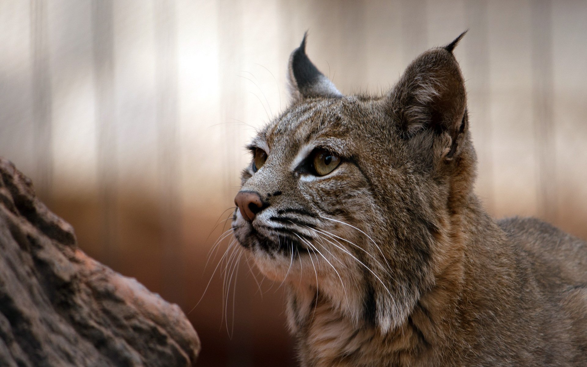 cat lynx nature