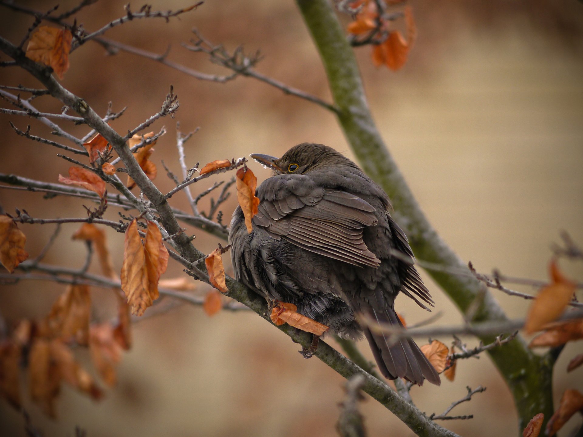 tree branches leaves dry autumn poultry nahohlennaya