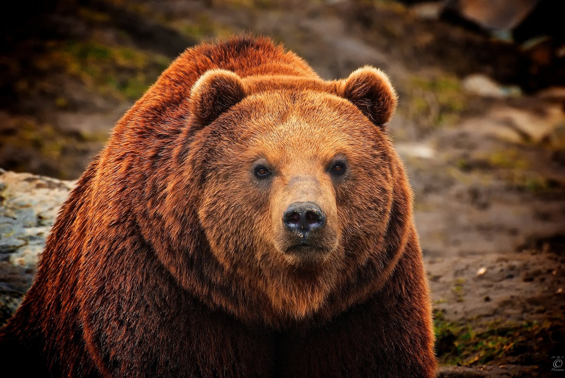 bear brown wool fur view face