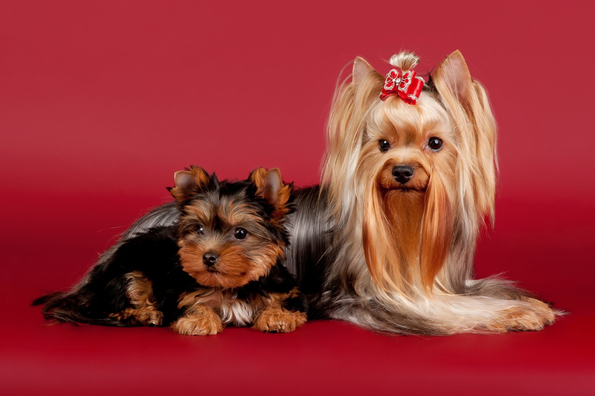 chiens yorkshire terrier beauté arc