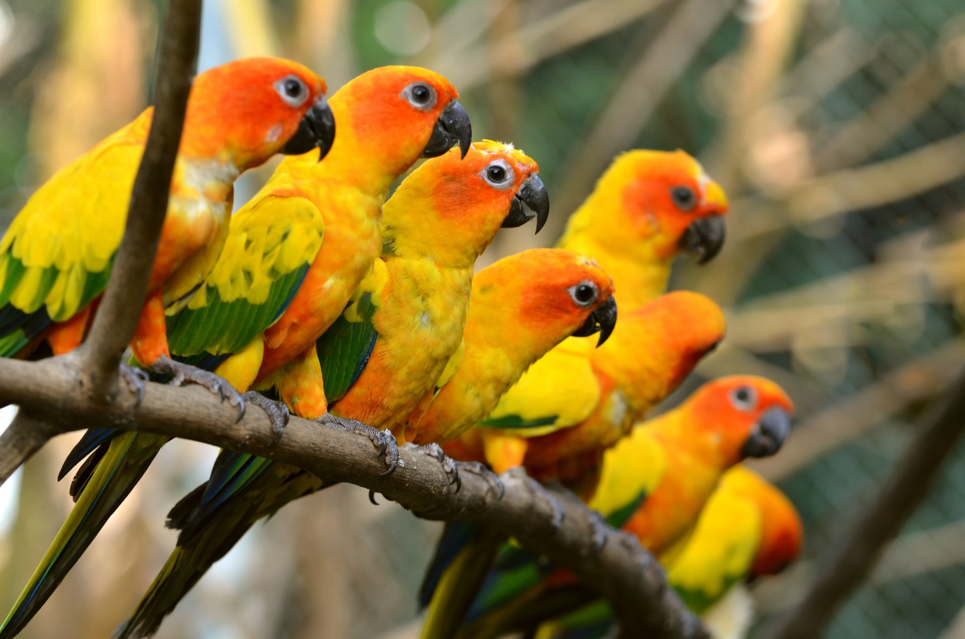 papageien vogelschwarm zweig bunt