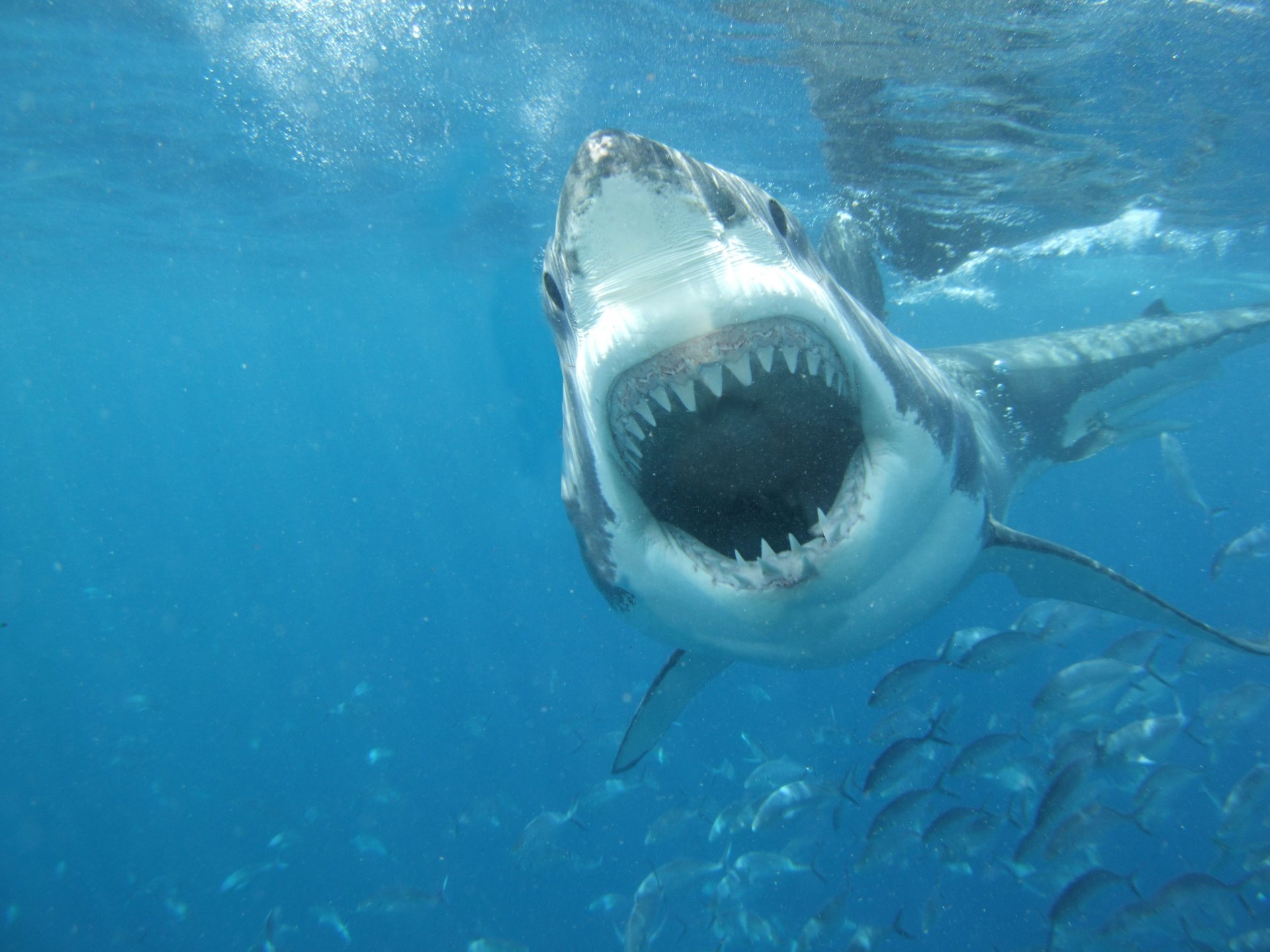 requin grand blanc mer mâchoires