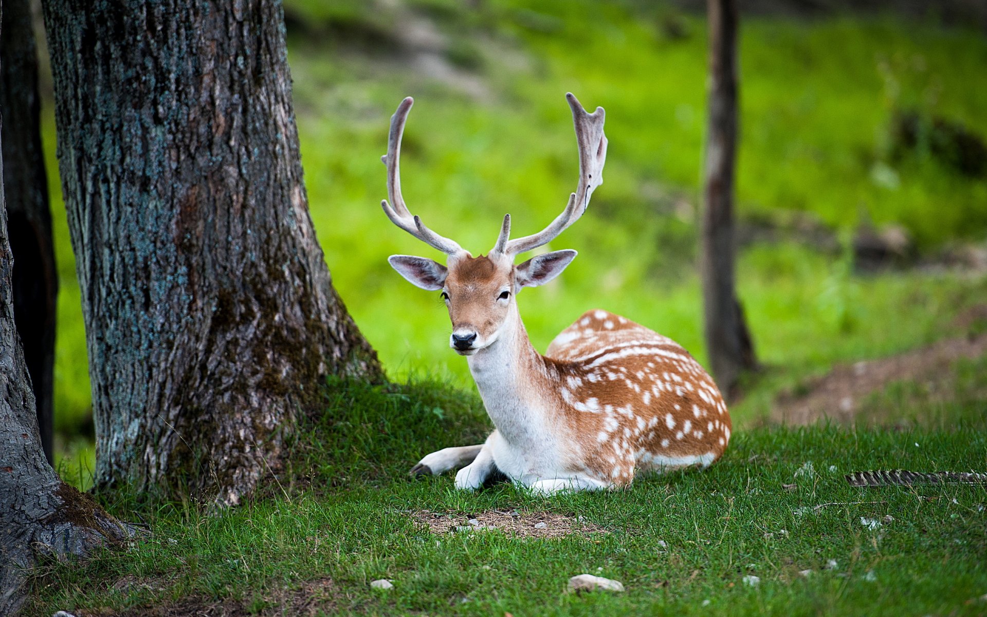 reindeer nature summer