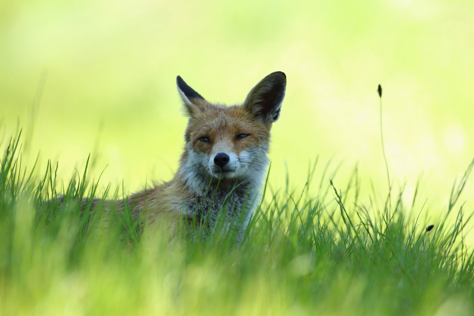 grass shadow fox red is sport