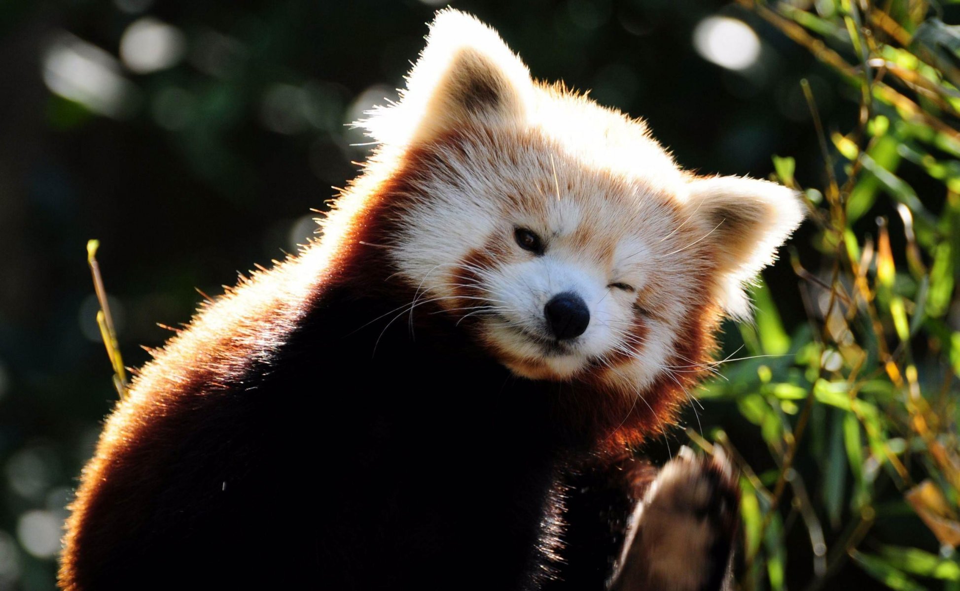 petit panda firefox herbe museau