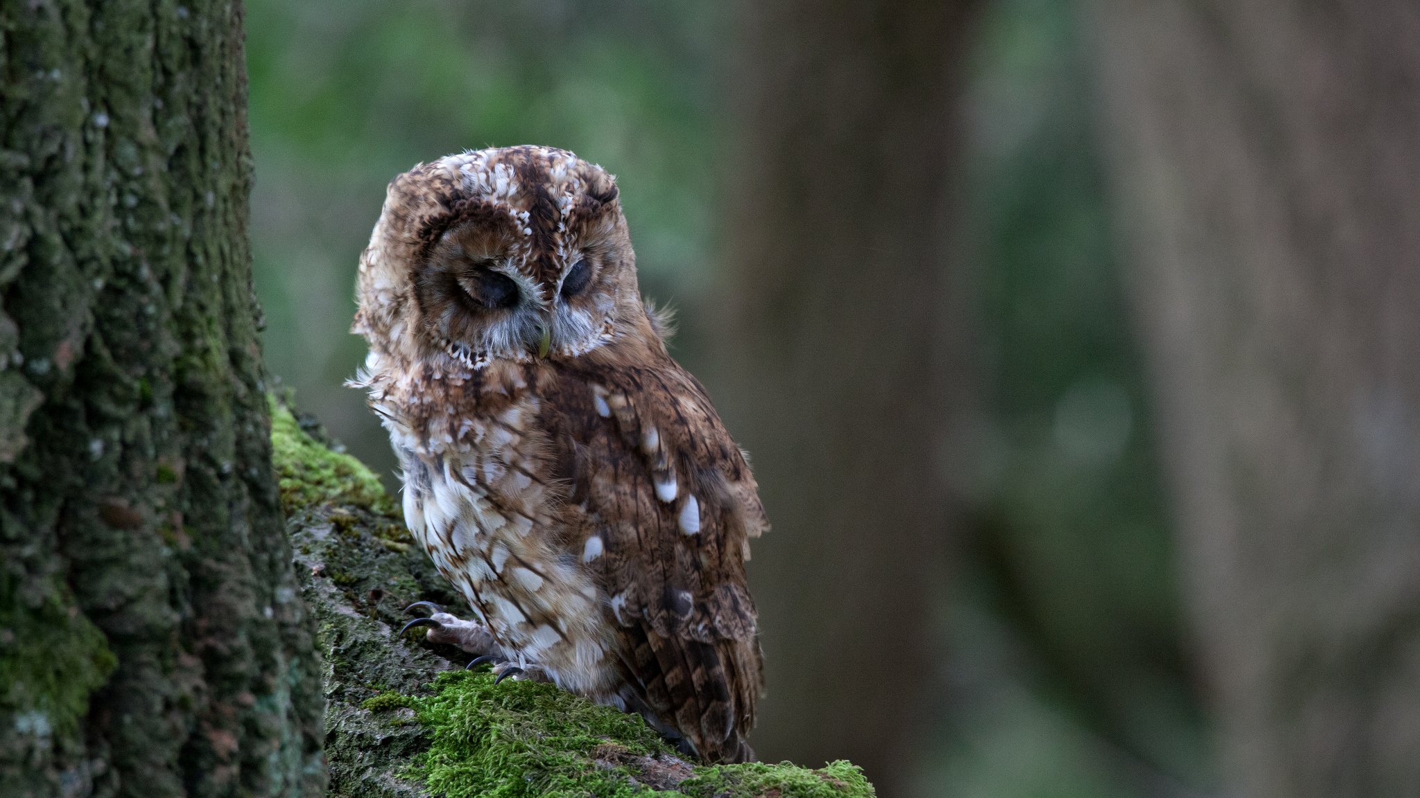 arbre branche mousse oiseau hibou sommeil