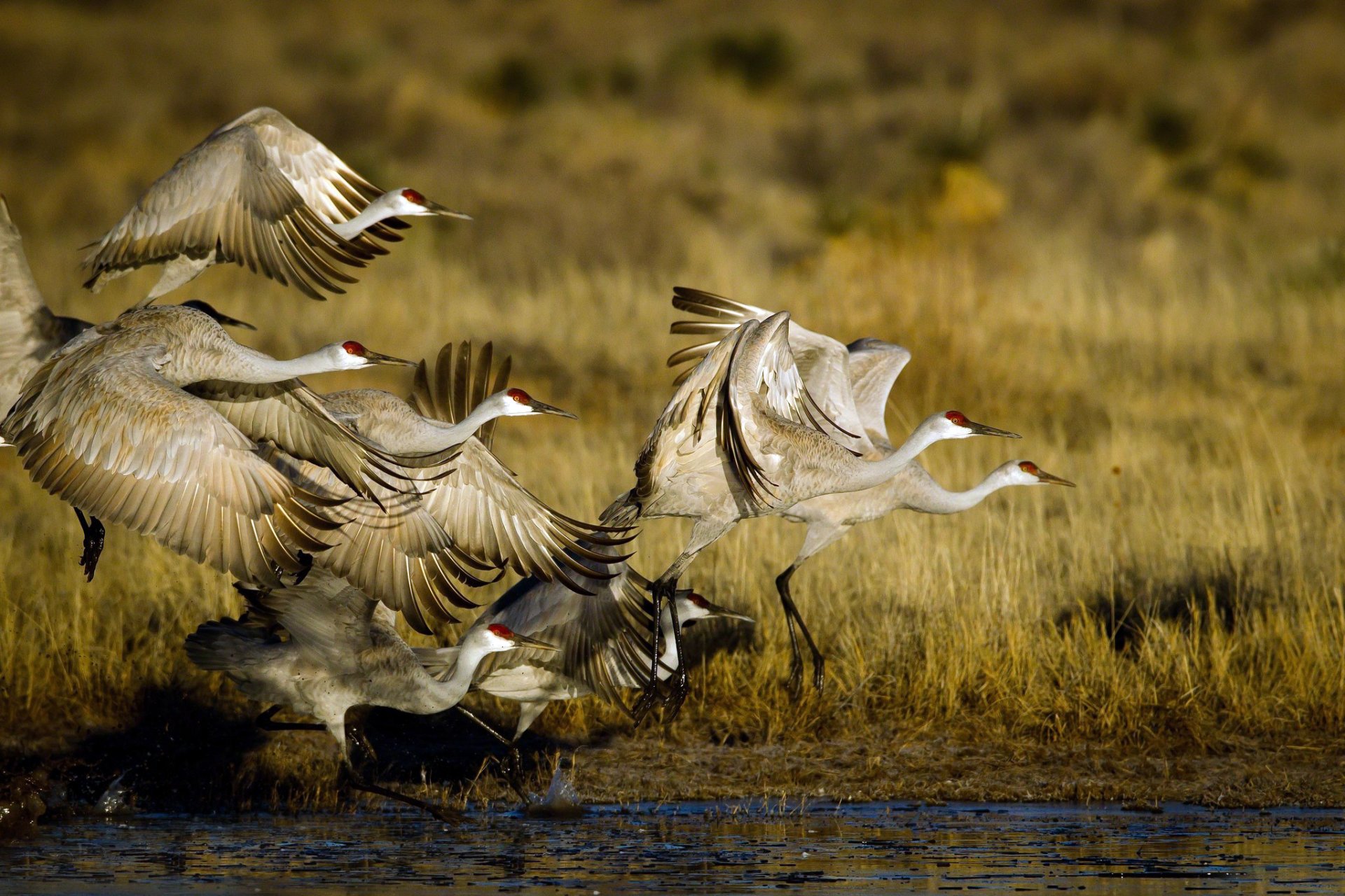 aves bandada cigüeñas