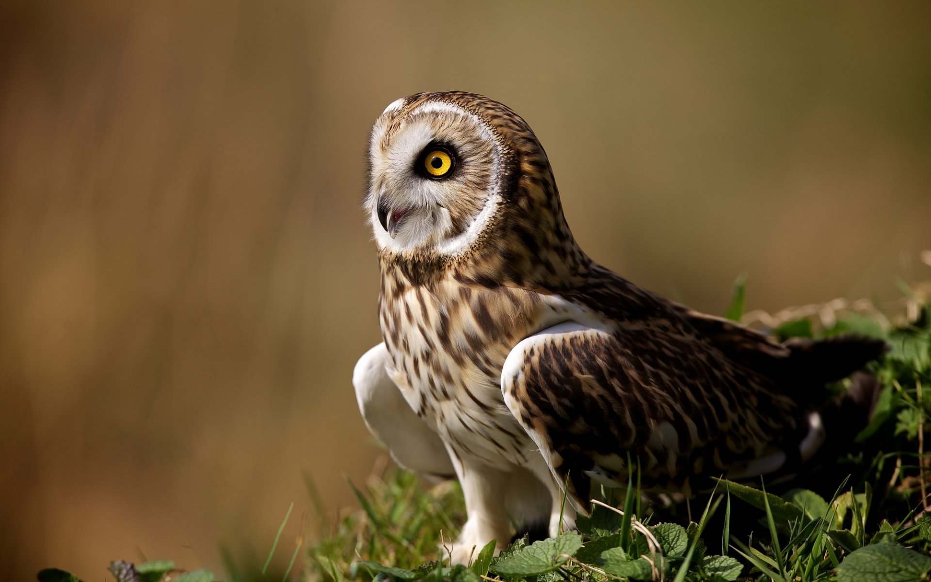 hibou oiseau