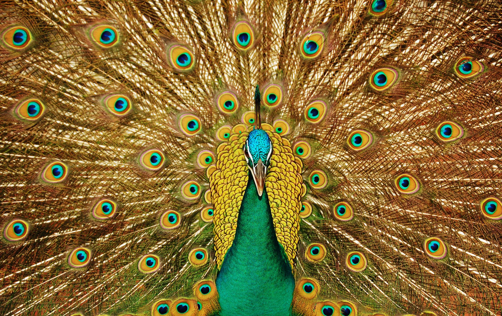 pavo real pájaro hermoso pico mirada cola patrones