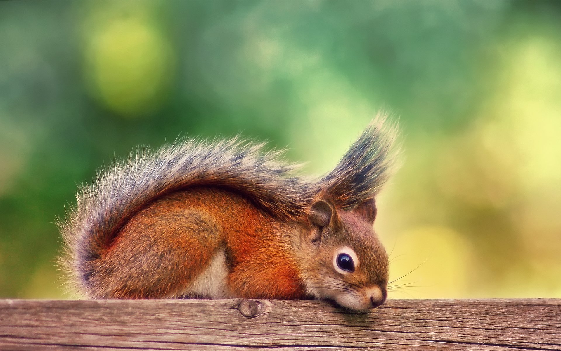 red squirrel autumn september sports board