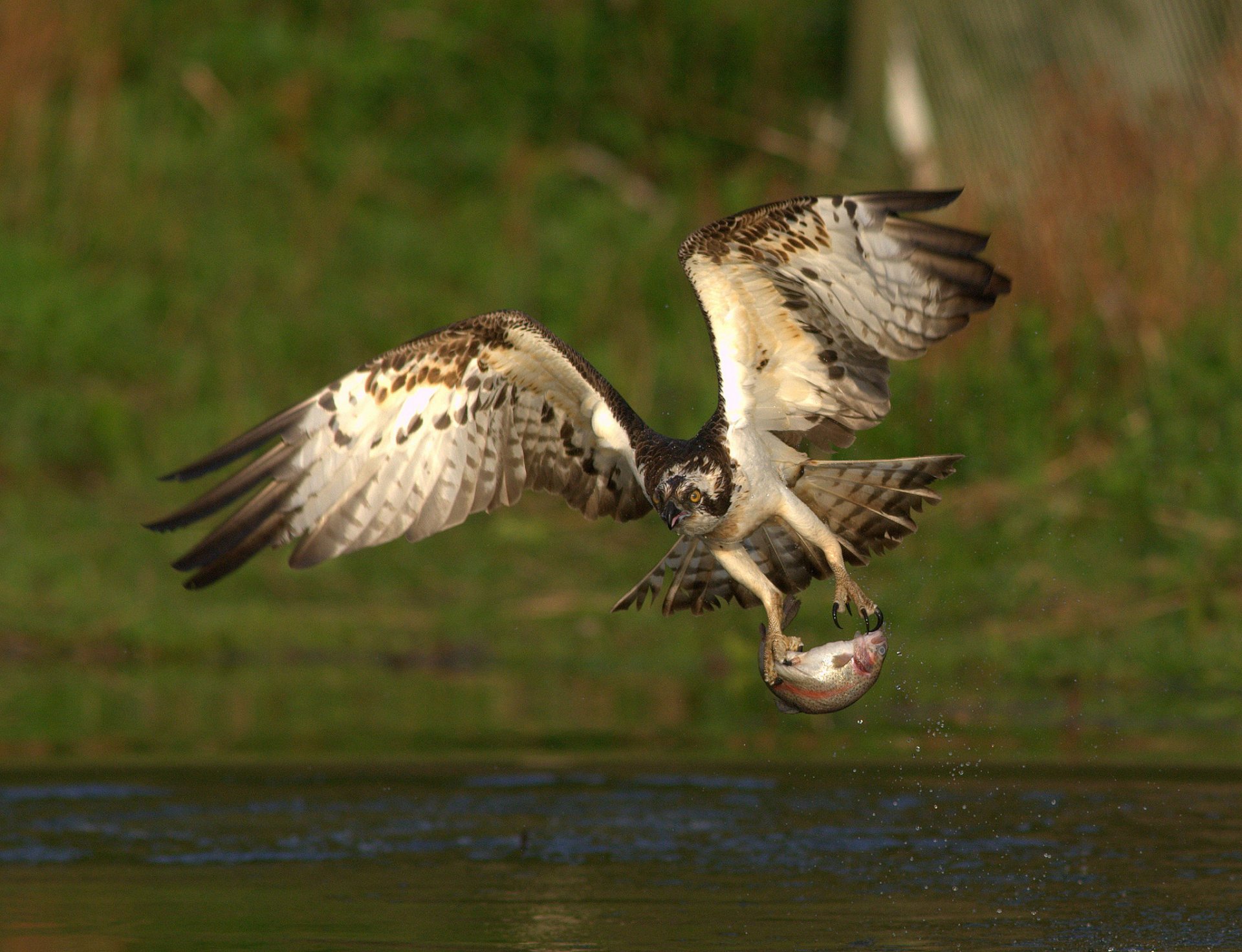 pájaro depredador pescado captura comida