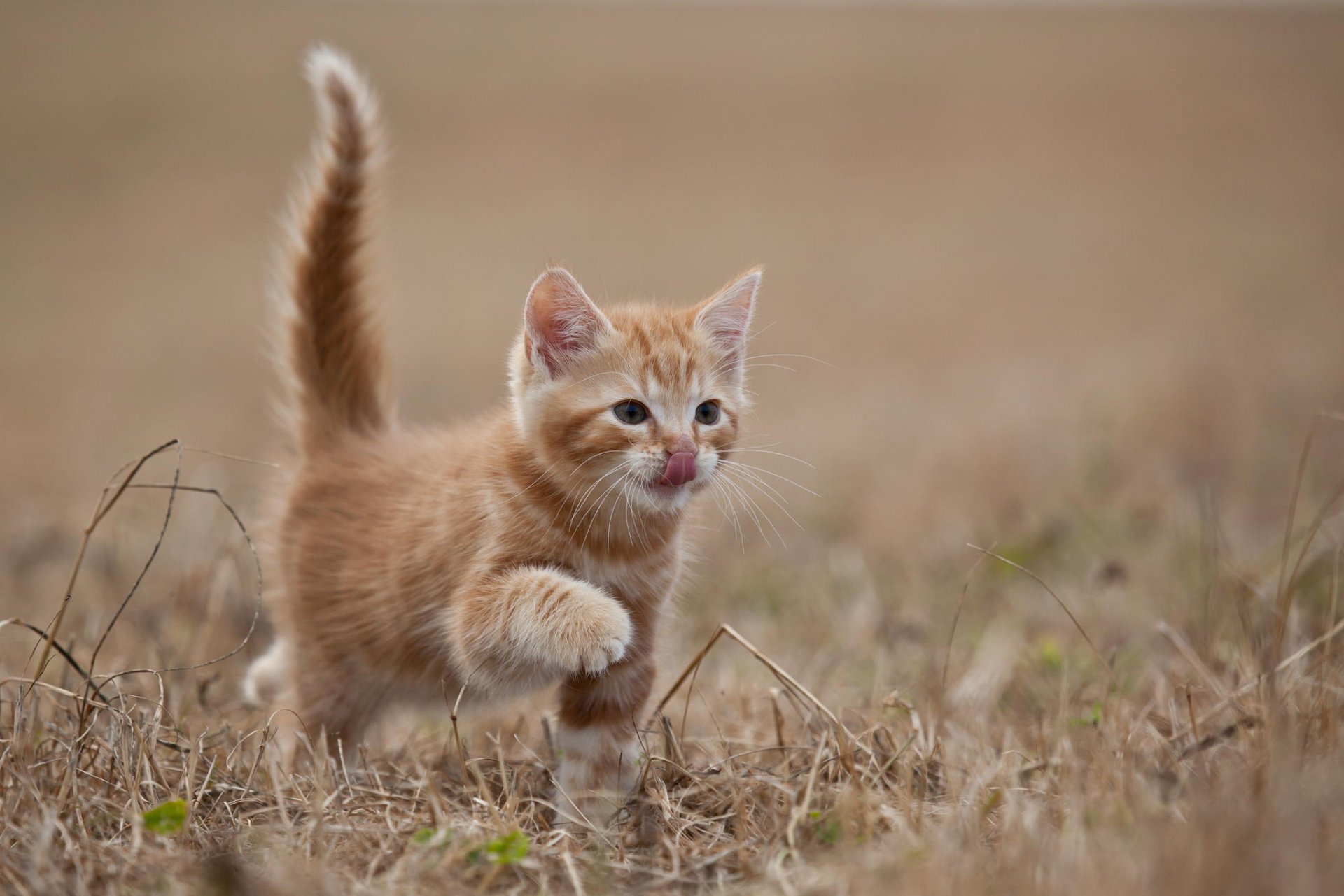 tiere katze kätzchen rot