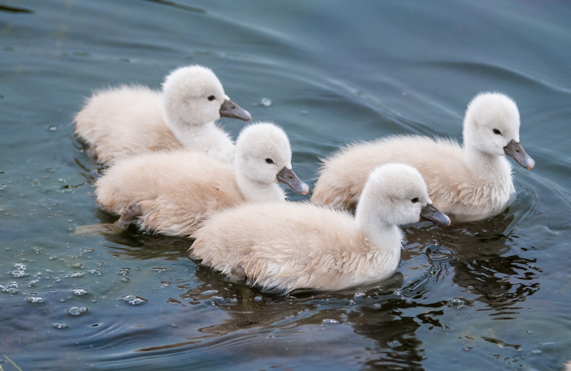 cisnes polluelos agua niños pequeños cisnes