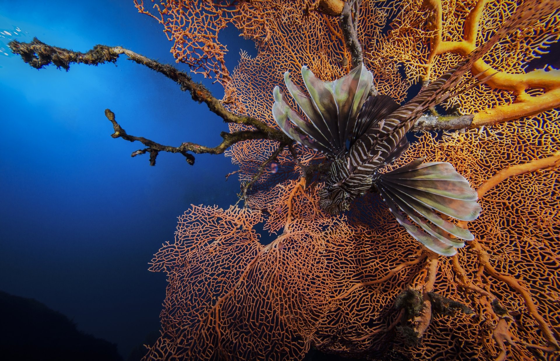 ryba lwa lionfish w paski zebra lionfish koral