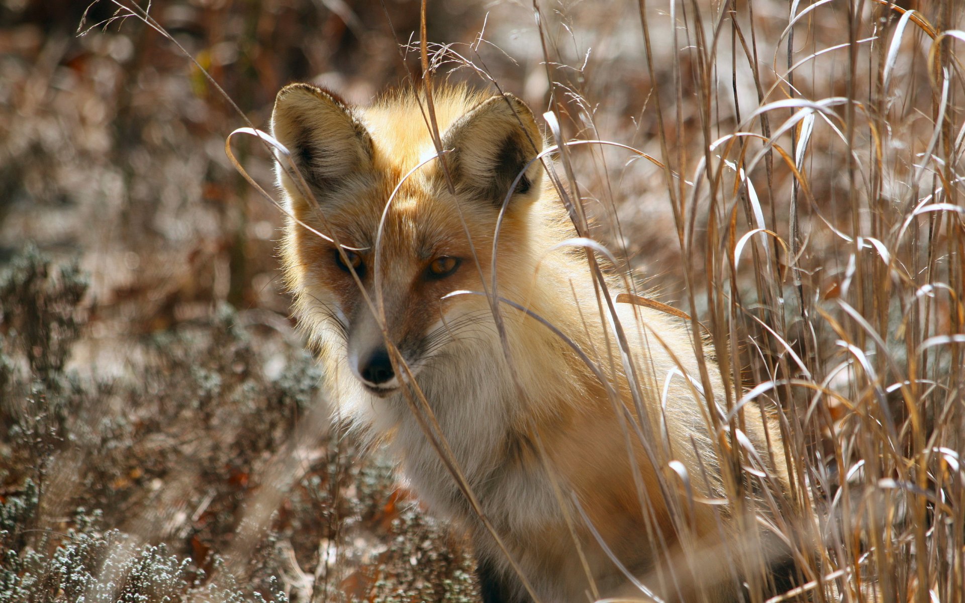 fox nature spring