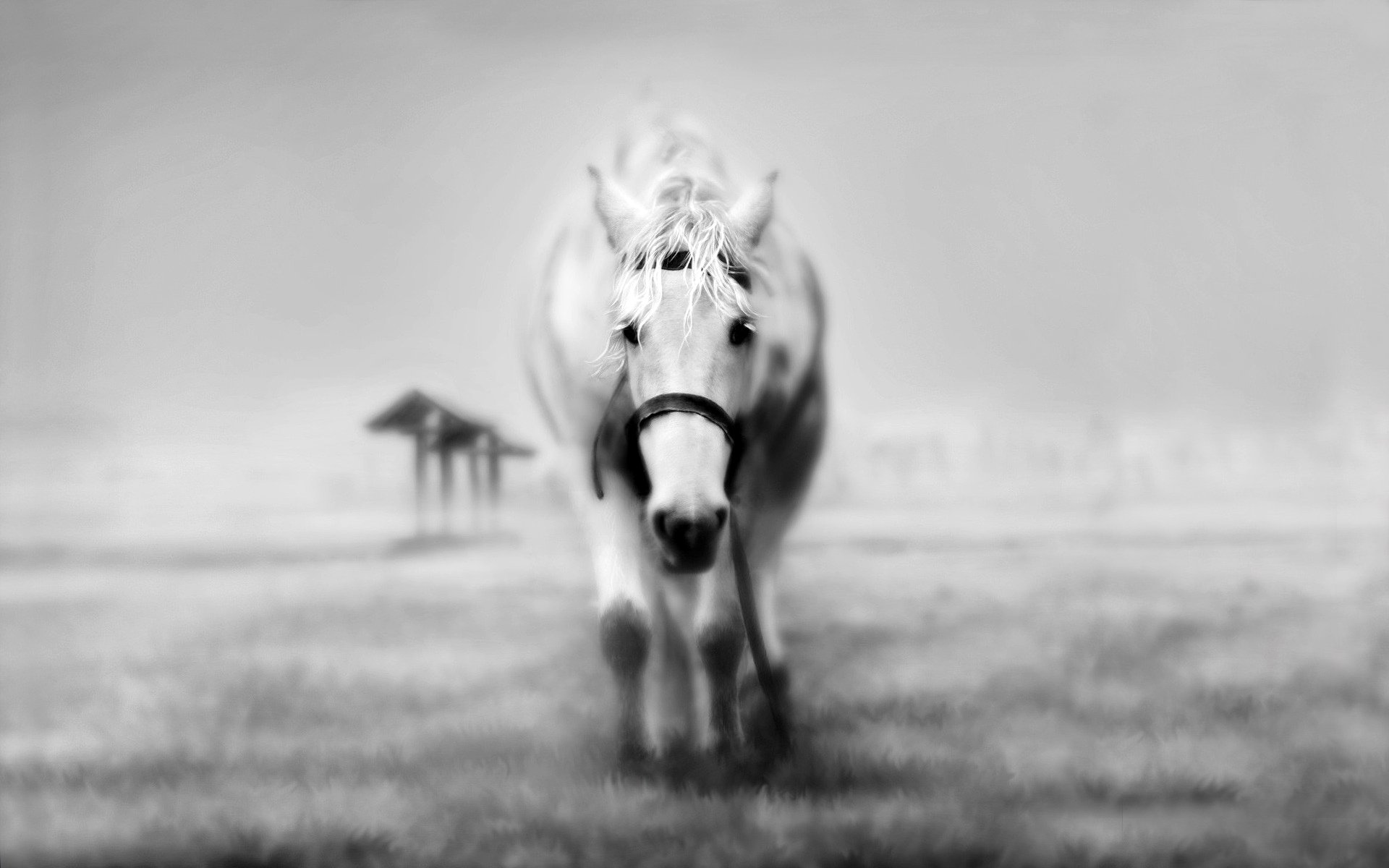 white horse background the field gra