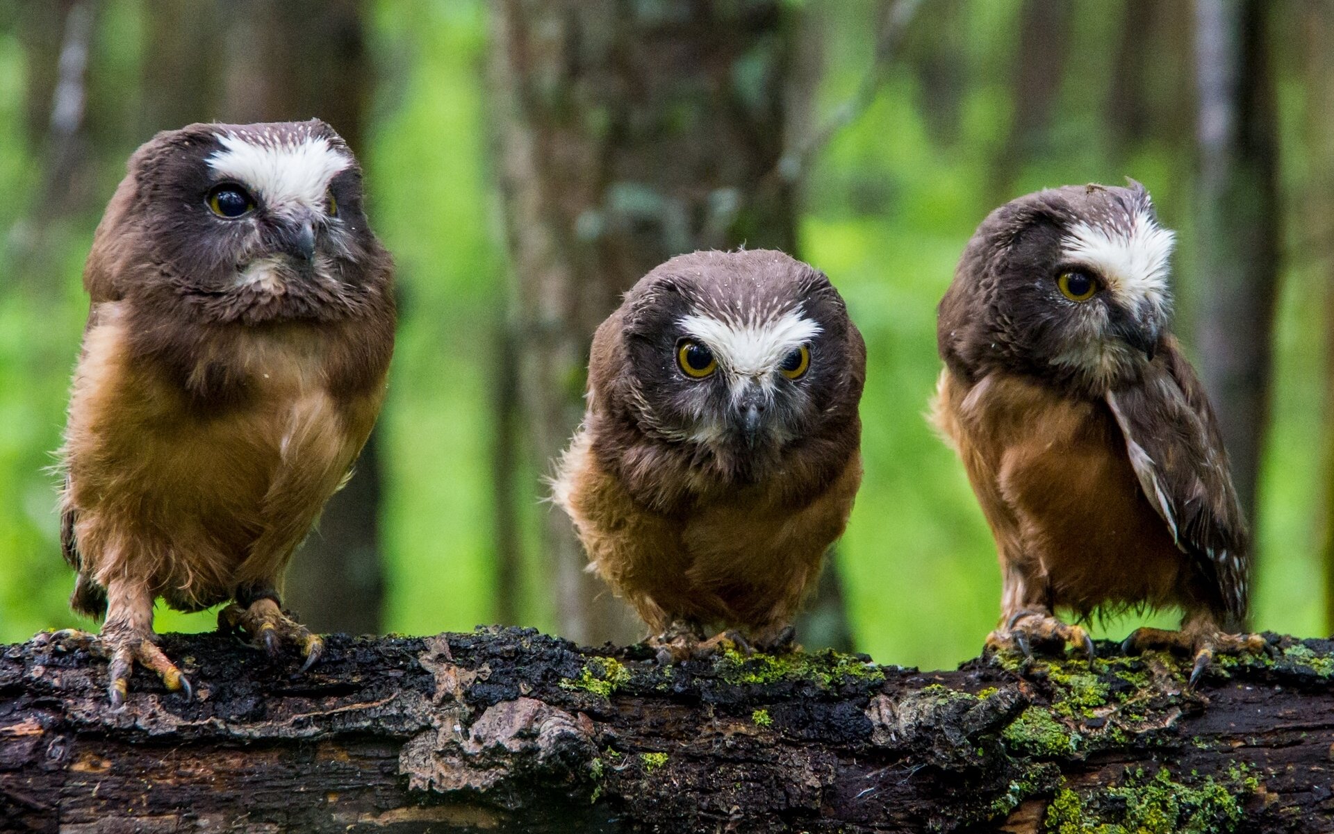 sowa północnoamerykańska sowy pisklęta kłoda trio