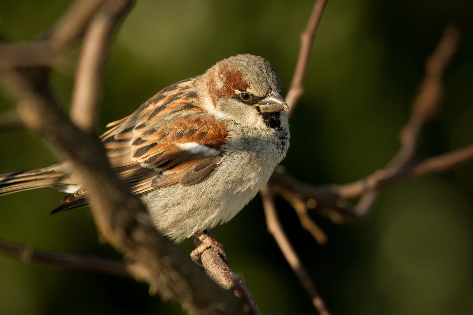 tiere vogel vogel spatz spatz küken zweige baum bäume makro hintergrund tapete widescreen vollbild widescreen zweige widescreen