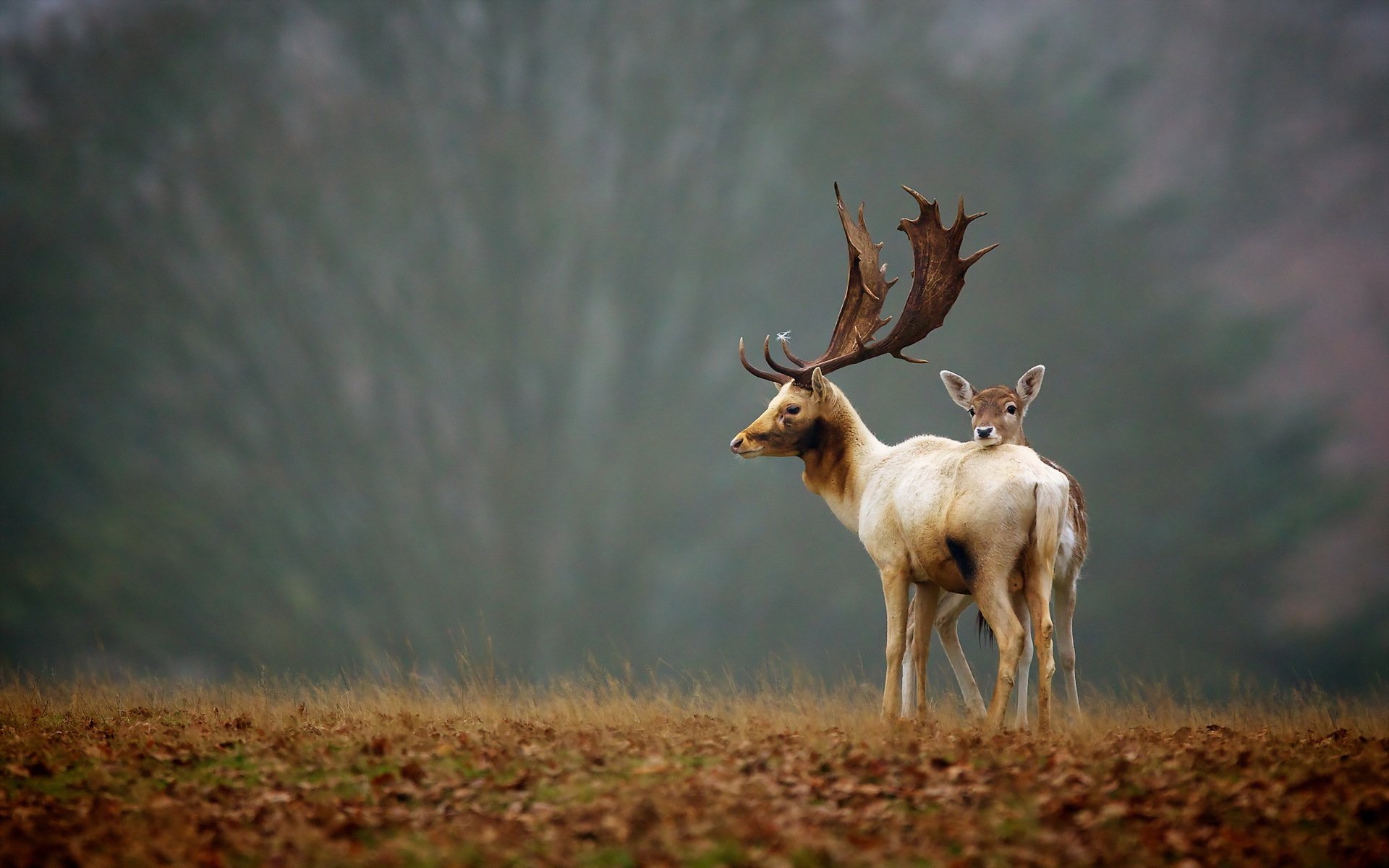 cervi natura autunno