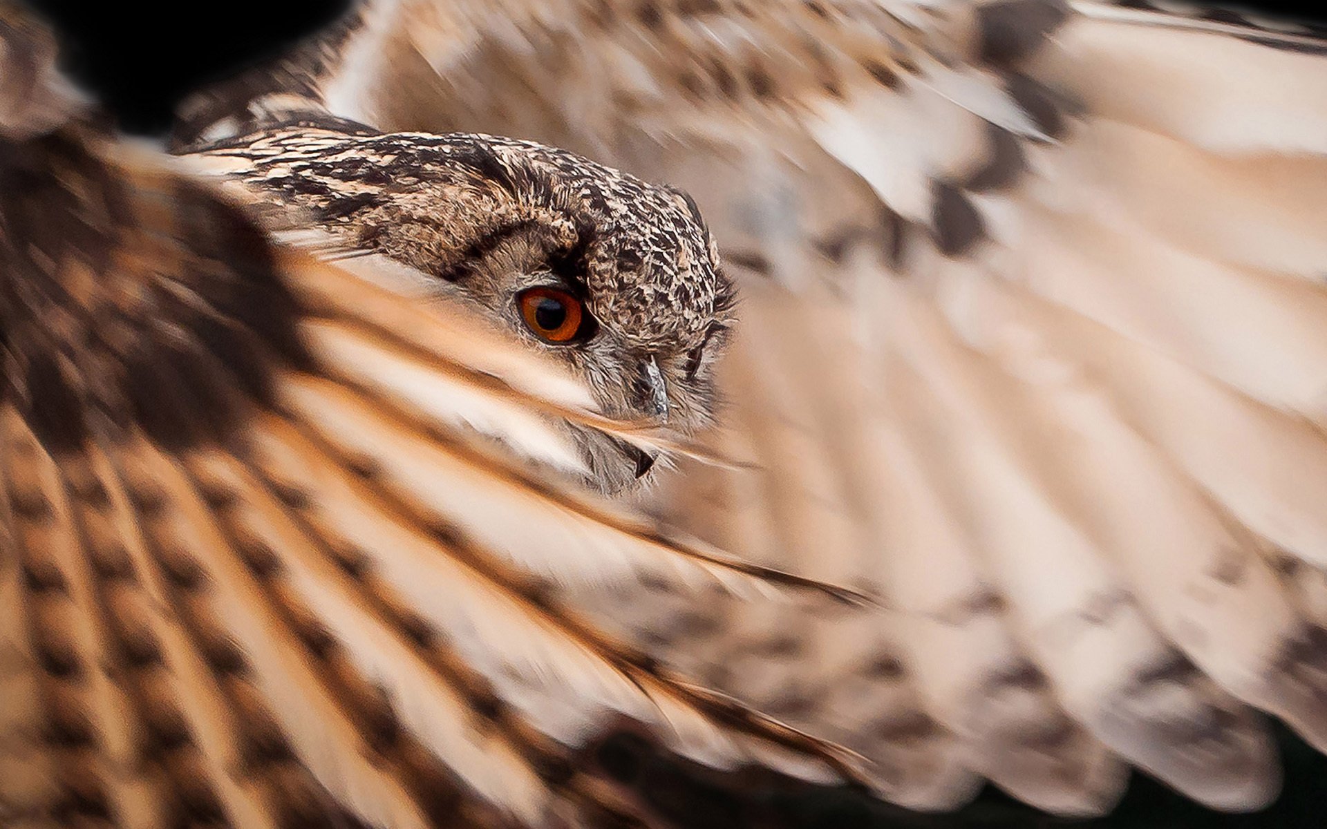 pájaro búho alas plumas plumaje