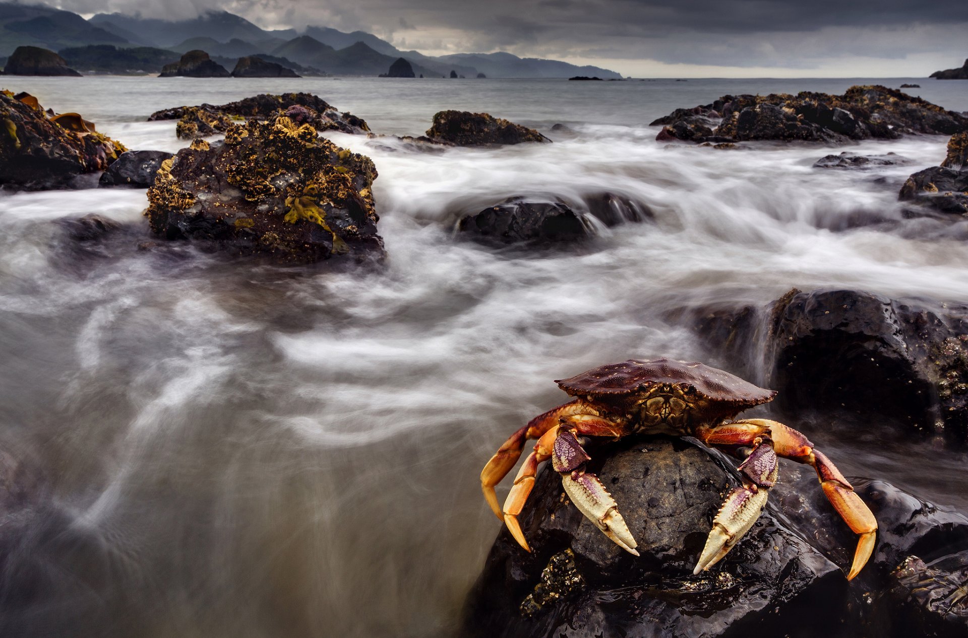 crabe pierres mer montagnes