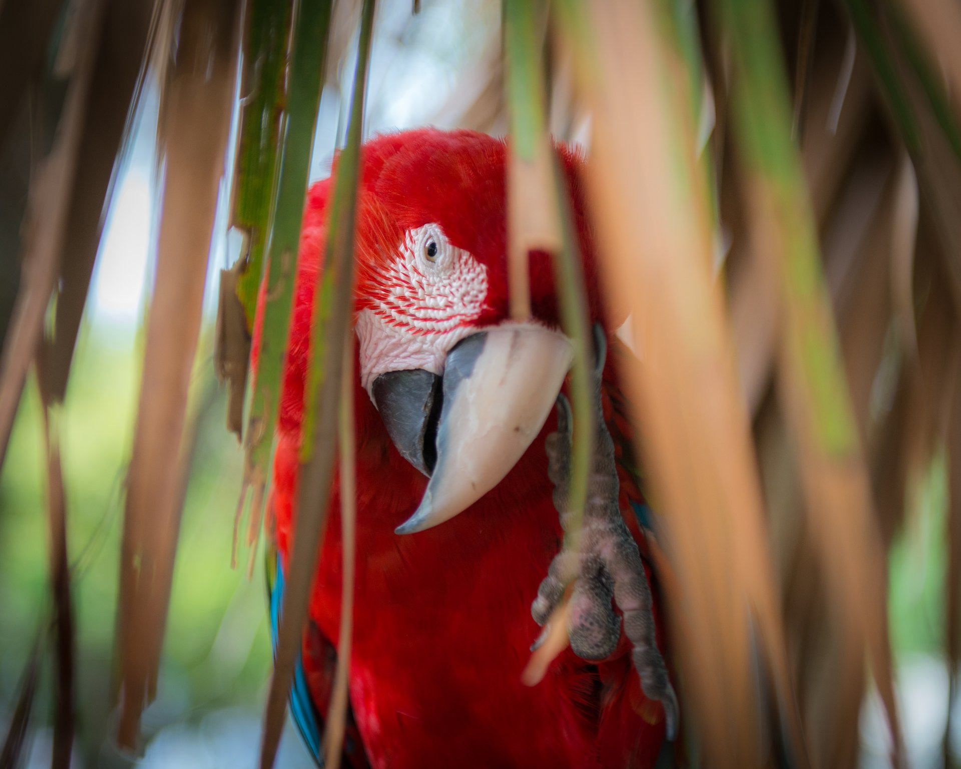 parrot ara red multicolored feathers beak leaves palma view