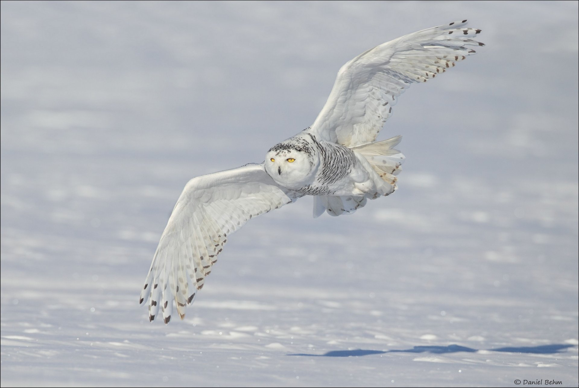 hibou hibou blanc hibou polaire ailes neige hiver