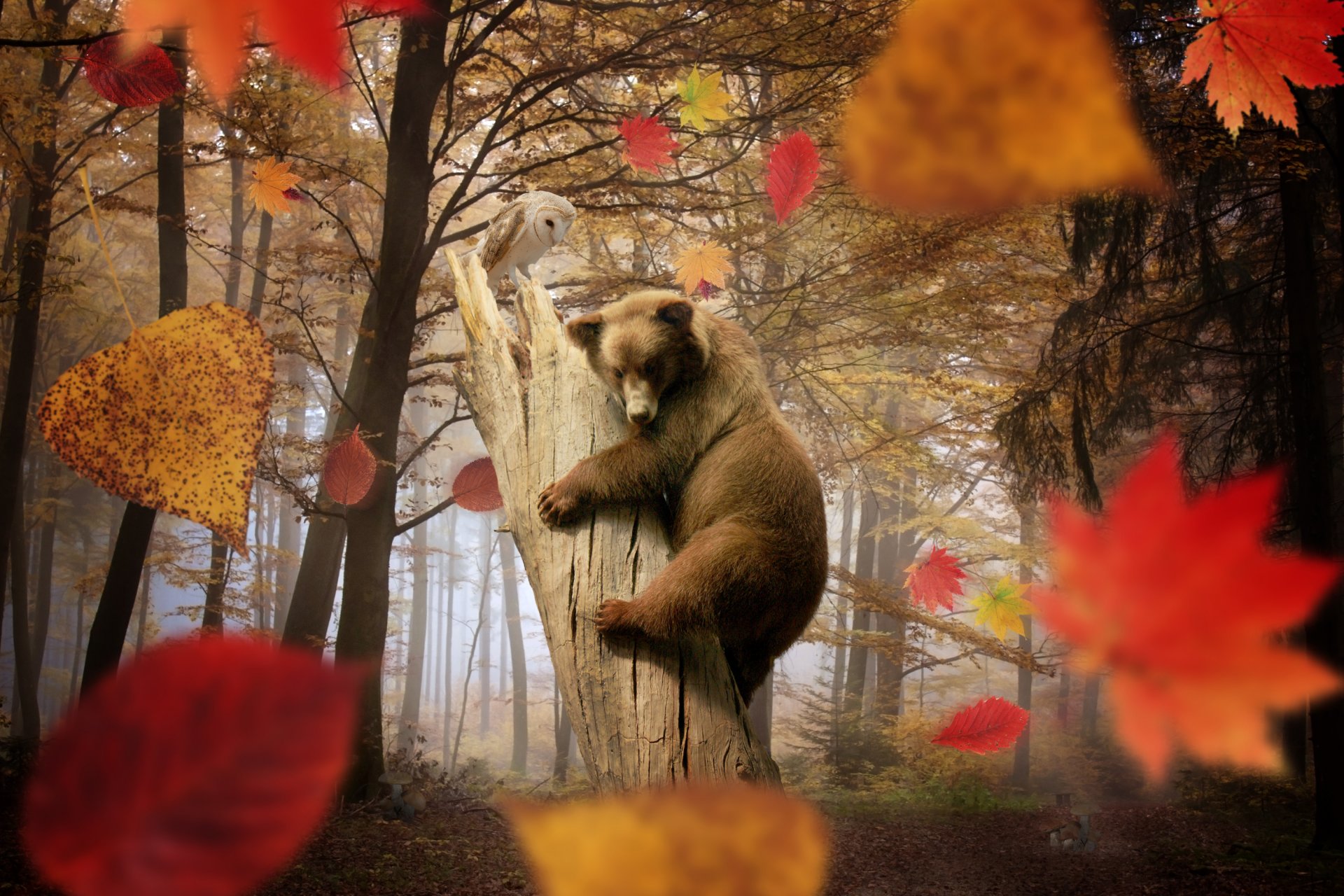 bear owl autumn leaves leaf mushrooms forest tree