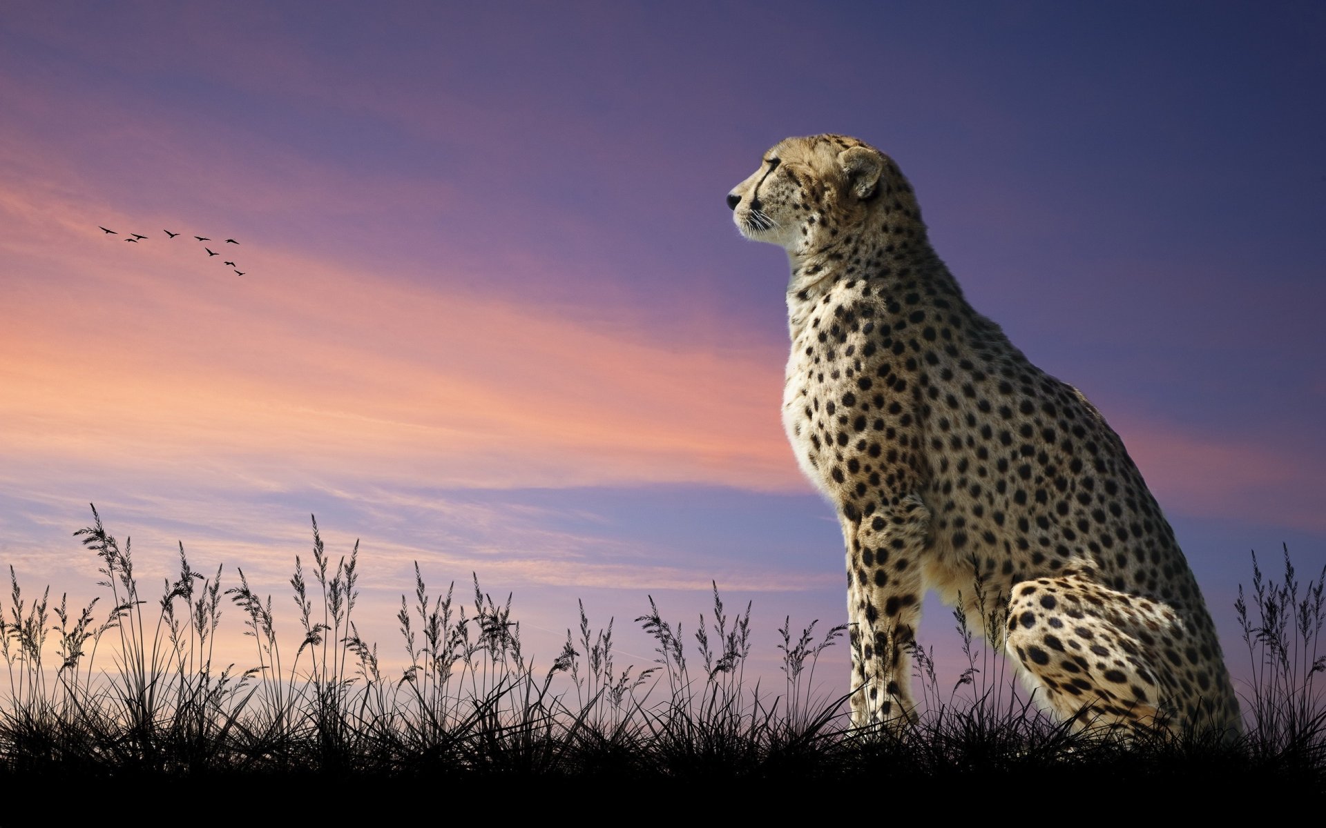 cheetah cat predator sky look away