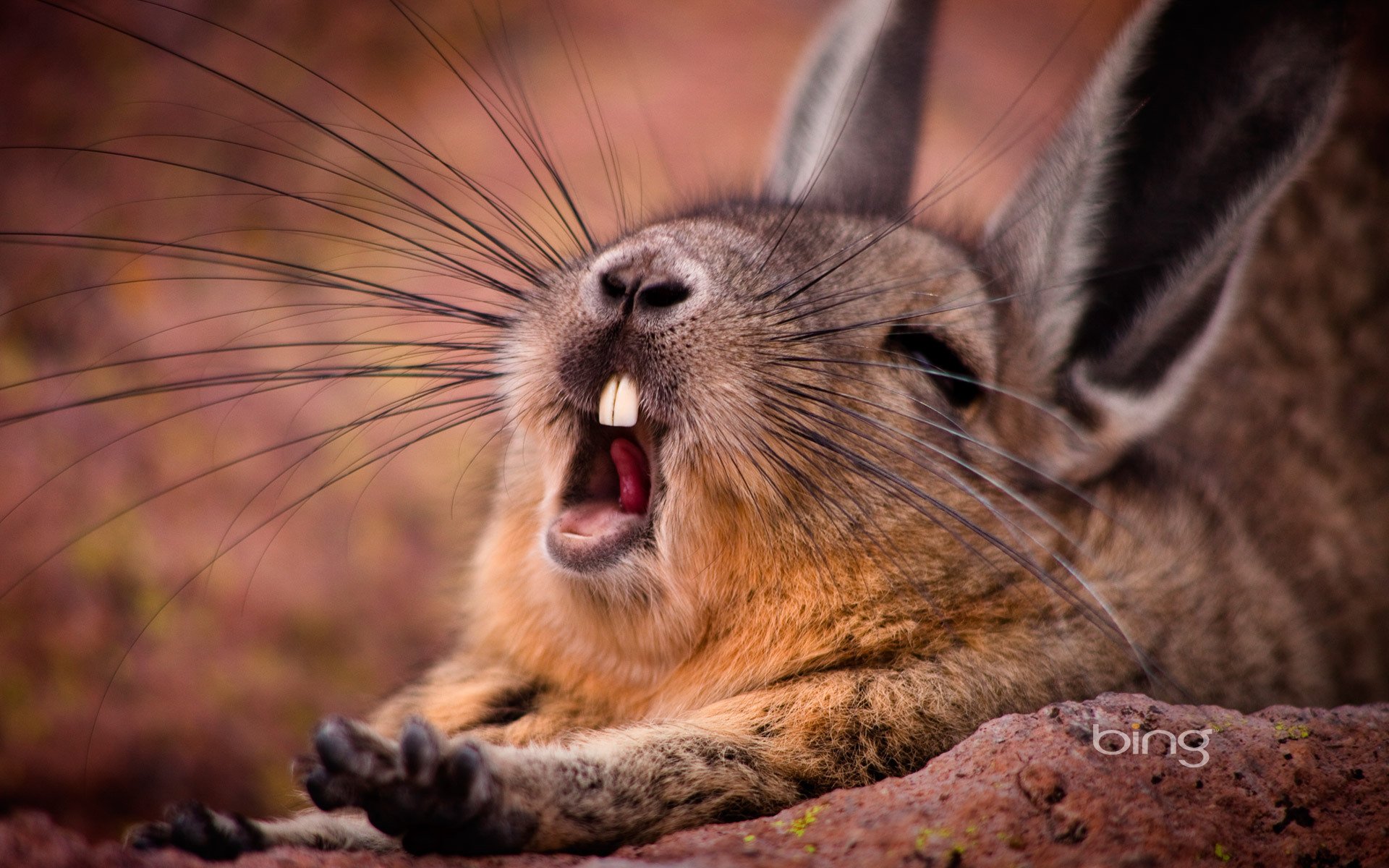 outhern viscacha rodent potyagushki mustache