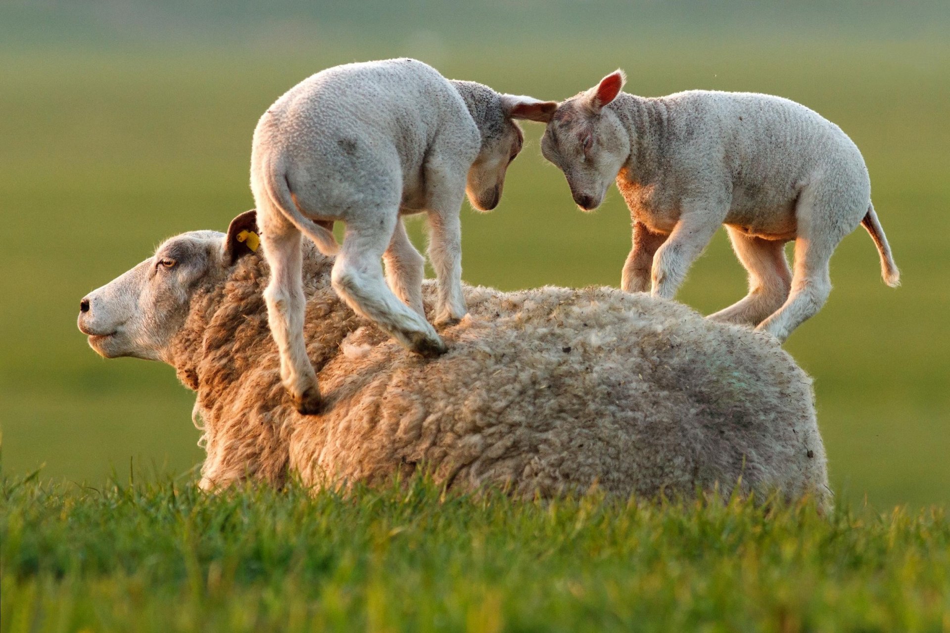 herbe mouton agneaux jeu