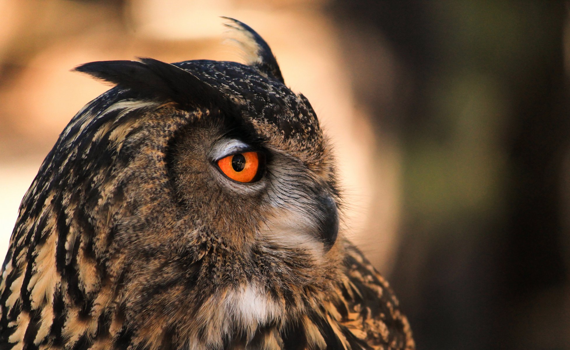 oiseau hibou profil fond