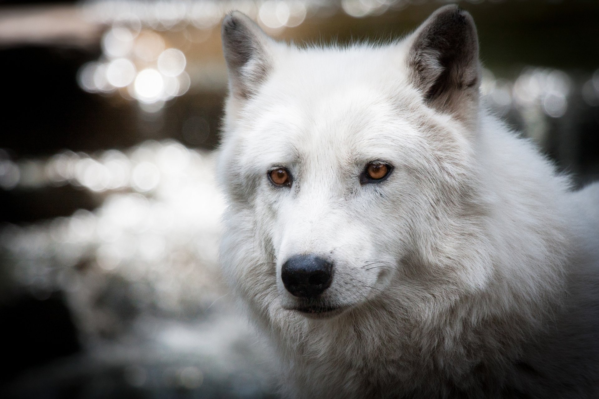 wolf weiß polar blendung