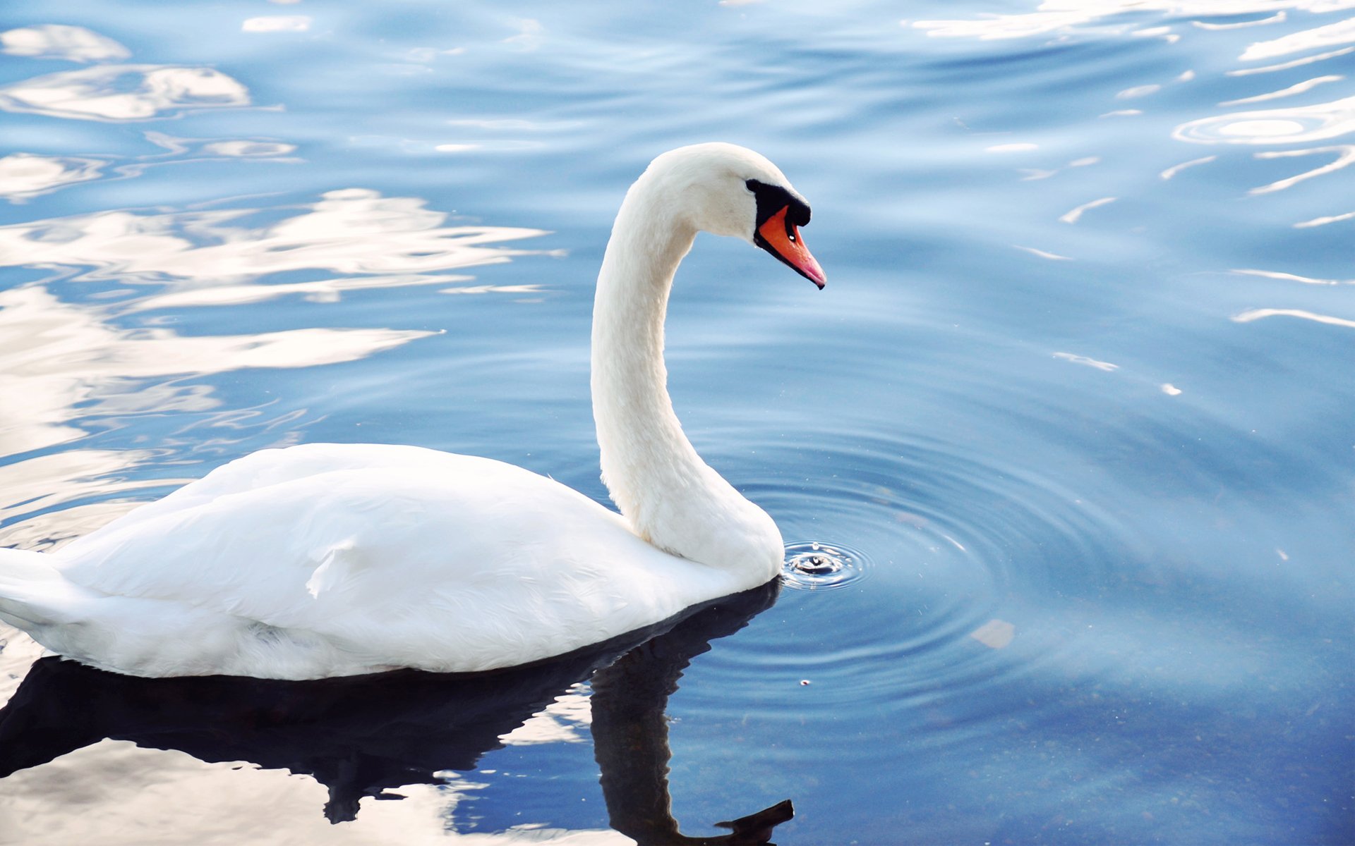 oiseau cygne blanc étang eau gouttes