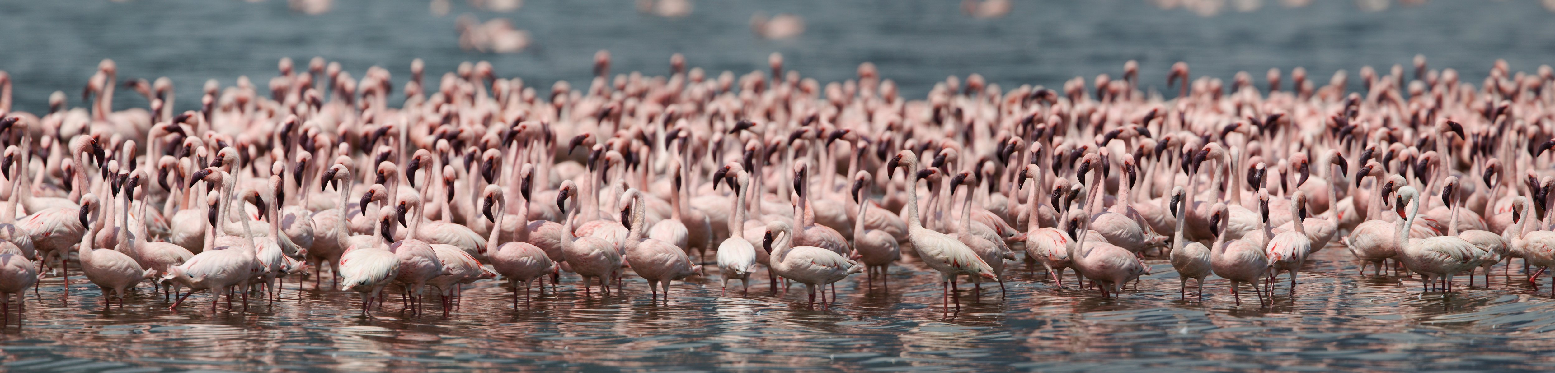 flamants roses oiseaux population