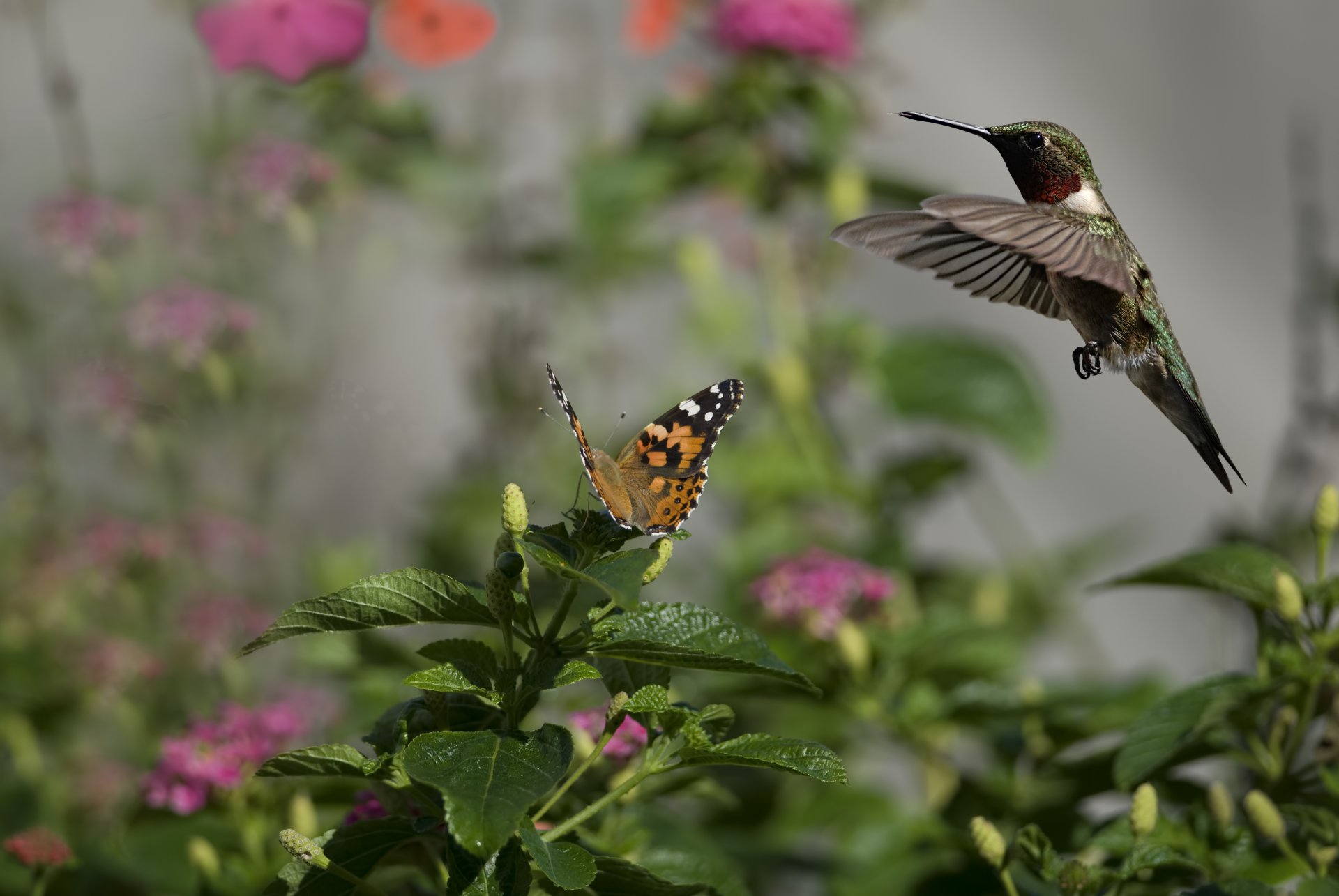 flores mariposa pájaro colibrí insecto soleado