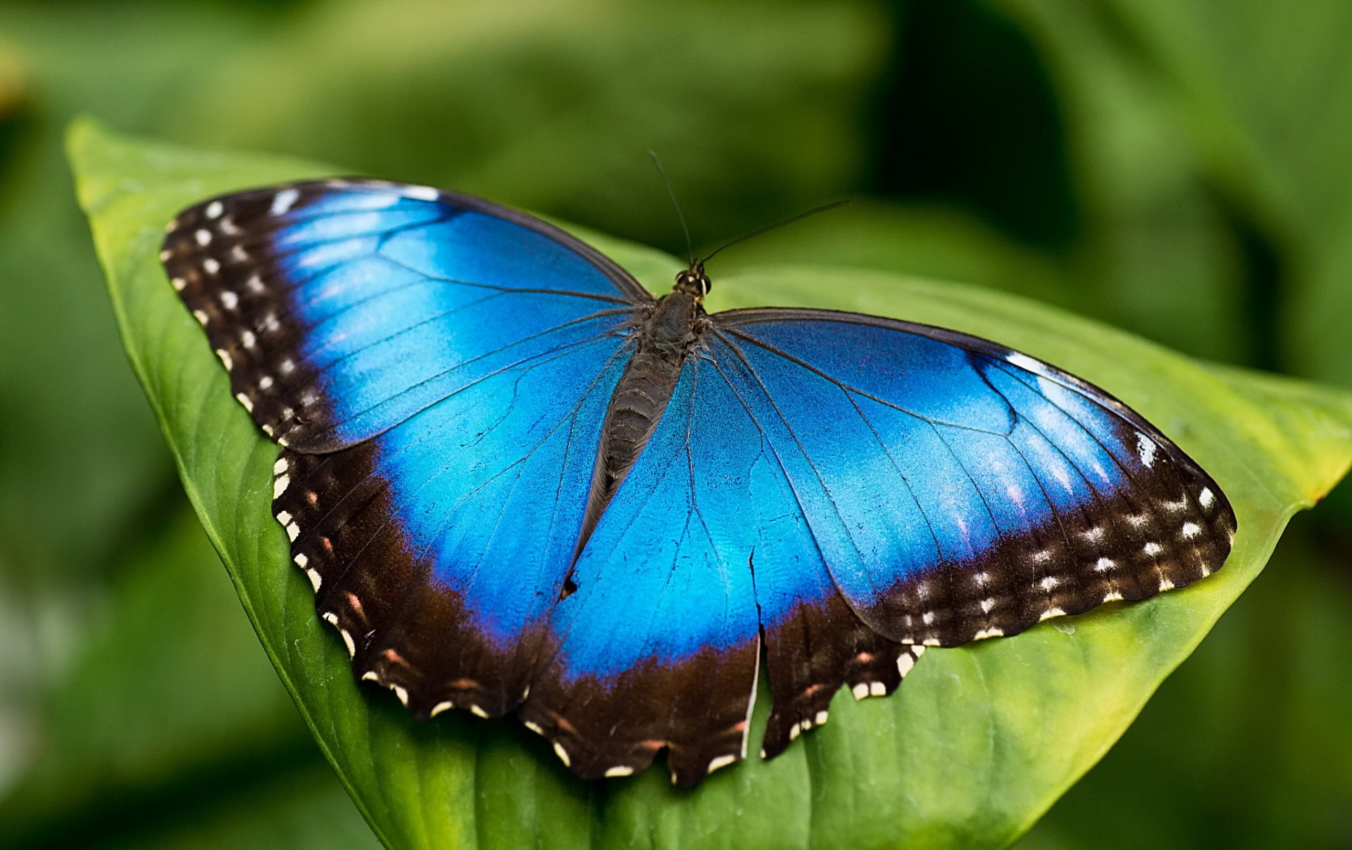 farfalla blu morpho mrpho foglia