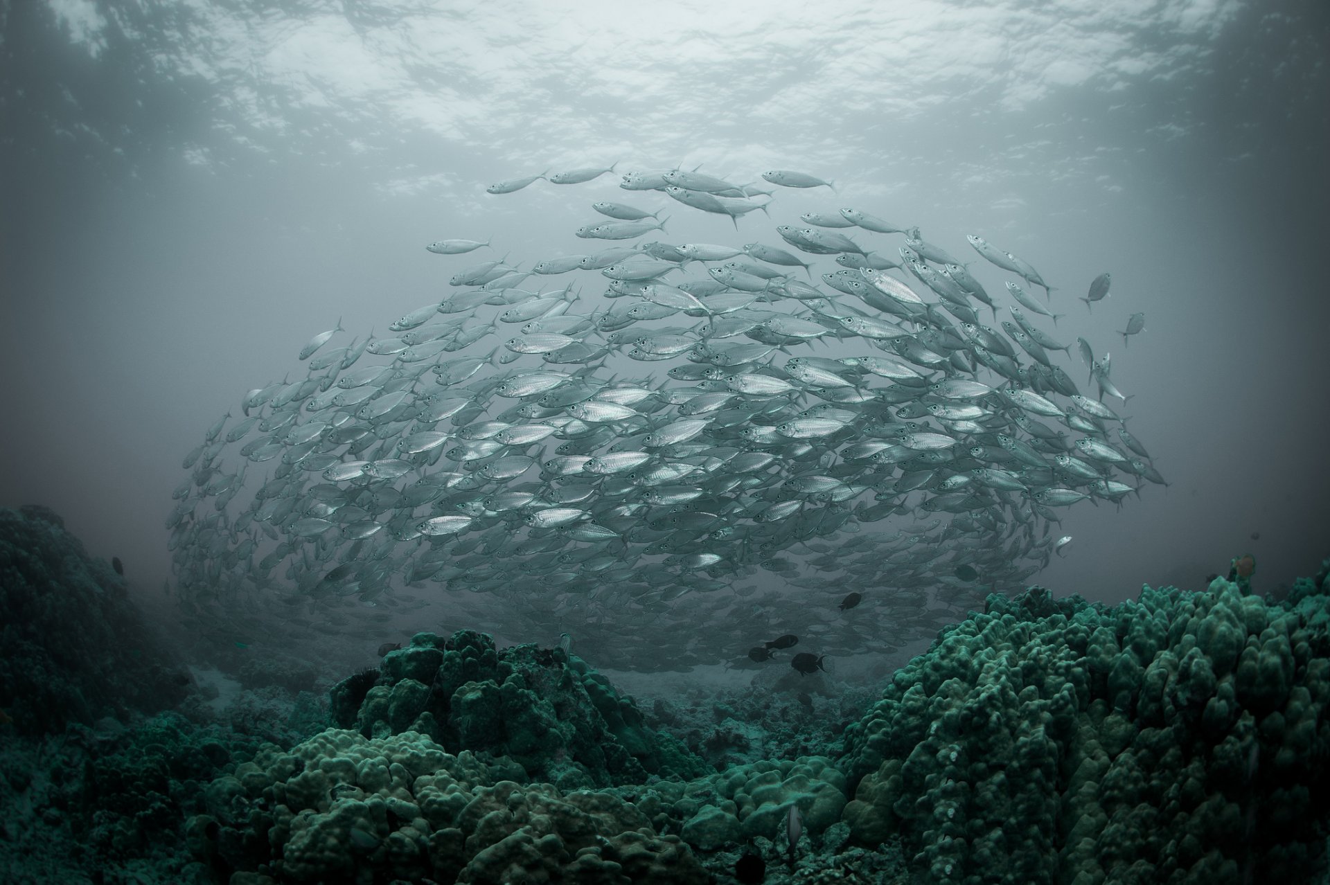 mer océan poissons troupeau